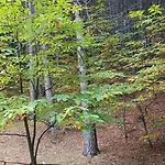 La Stanza Nella Foresta